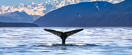 Alaska Cruises