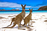 Australia / New Zealand Cruises