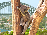 Australia / New Zealand Cruises