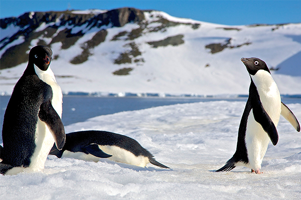 Silversea Antarctica Expedition Cruise