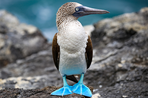 Silversea Galapagos Expedition Cruises